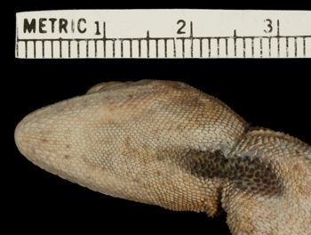 Media type: image;   Herpetology R-78935 Aspect: head ventral
